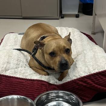 Pit Bull Terrier Dogs Available for Adoption in Vineland, New Jersey - Salami | PetCurious