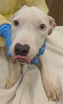 Pit Bull Terrier and Mixed Breed Dogs Available for Adoption - Coconut Cake | PetCurious