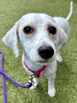 William -  Mixed Breed Dog for Adoption in Wichita, Kansas - William | PetCurious