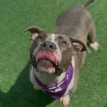 Rescue American Staffordshire Terrier Dogs for Adoption in Houston, Texas - Clementine | PetCurious