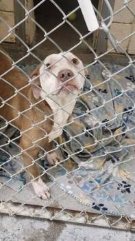 Rescue American Staffordshire Terrier Dogs for Adoption in Morristown, Tennessee - Dottie | PetCurious