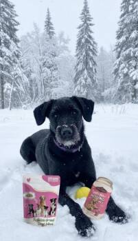 Standard Poodle and German Shepherd Dog Dogs Available for Adoption - Barkley | PetCurious