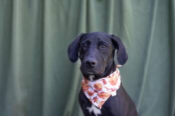 Duke -  Black Labrador Retriever and Coonhound Dog for Adoption in Whitestown, Indiana - Duke | PetCurious