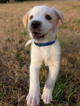 Rescue Great Pyrenees and Husky Dogs for Adoption in Spring Hill, Tennessee - Kristoff | PetCurious