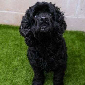Rescue Cocker Spaniel Dogs for Adoption in Newport Beach, California - Fredrick | PetCurious