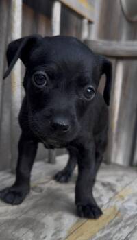 Guess -  Chihuahua Dog for Adoption in Severance, Colorado - Guess | PetCurious