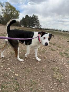 Mixed Breed Dogs Available for Adoption - Aubergine | PetCurious