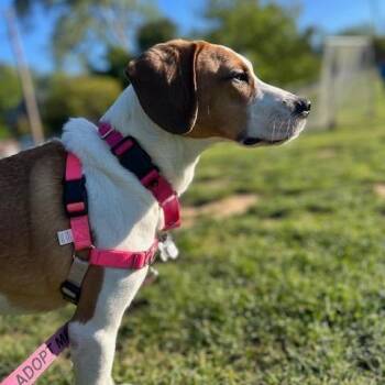 Hound and Mixed Breed Dogs Available for Adoption in Falls Church, Virginia - Cindy | PetCurious