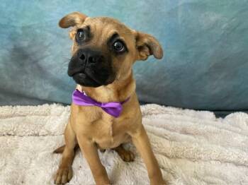 Boxer and Mixed Breed Dogs Available for Adoption in Salinas, California - ROCKET | PetCurious