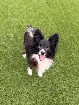 Scooter -  Papillon Dog for Adoption in Dalton, Georgia - Scooter | PetCurious