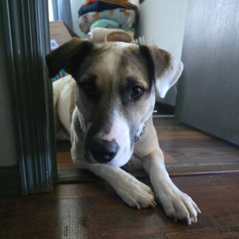 Black Mouth Cur and Beagle Dogs Available for Adoption - Milo D11223 | PetCurious