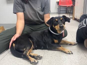 Rescue Dachshund Dogs for Adoption in Sorrento, Louisiana - Miss Nelson | PetCurious