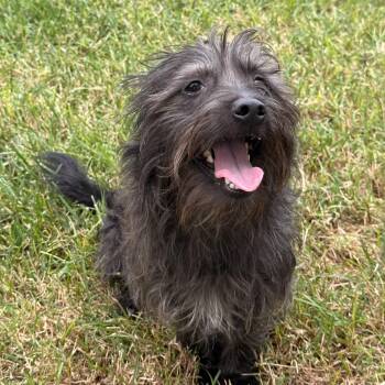Rescue Cairn Terrier and Glen Of Imaal Terrier Dogs for Adoption in Modesto, California - Blake | PetCurious