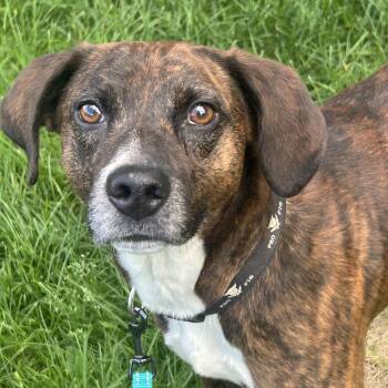 Chucky -  Hound and Pit Bull Terrier Dog for Adoption in Chelsea, Vermont - Chucky | PetCurious