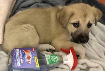 Geo -  Shepherd Dog for Adoption in Dallas, Texas - Geo | PetCurious
