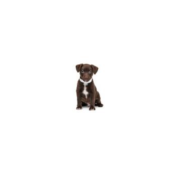 Lionel -  Border Collie and Mixed Breed Dog for Adoption in Los Angeles, California - Lionel | PetCurious
