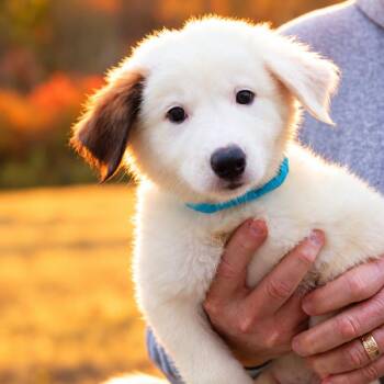 Moss -  Australian Shepherd Dog for Adoption in Eastford, Connecticut - Moss | PetCurious
