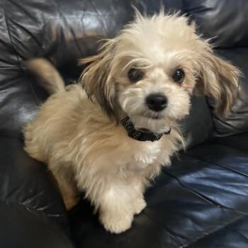 Poodle and Shih Tzu Dogs Available for Adoption - Rose | PetCurious