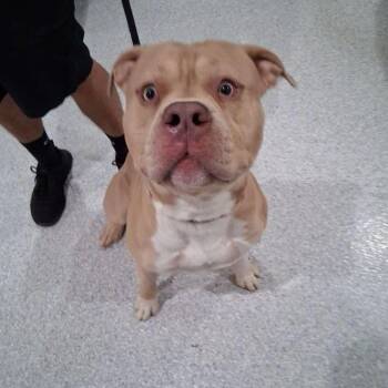 Rocco -  Pit Bull Terrier Dog for Adoption in Lake Havasu City, Arizona - Rocco | PetCurious