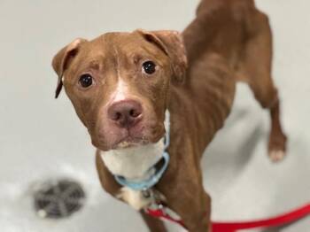 Chick Fil A Sauce -  Mixed Breed Dog for Adoption - Chick Fil A Sauce | PetCurious