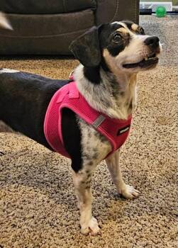 Chispa Marie -  Mixed Breed Dog Available for Adoption in Lake Ronkonkoma, New York - Chispa Marie | PetCurious