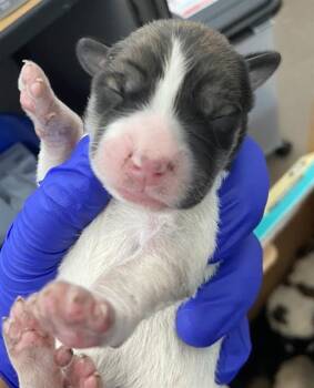 Mixed Breed Dogs Available for Adoption in Dallas, Texas - ROTINI | PetCurious