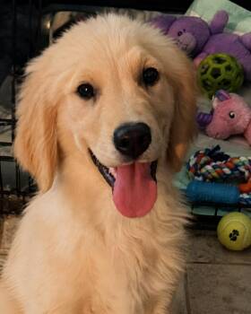 Golden Retriever Dogs Available for Adoption in Cerritos, California - Tahoe | PetCurious