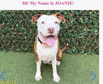 JOANIE -  American Bulldog and American Staffordshire Terrier Dog for Adoption in Estero, Florida - JOANIE | PetCurious