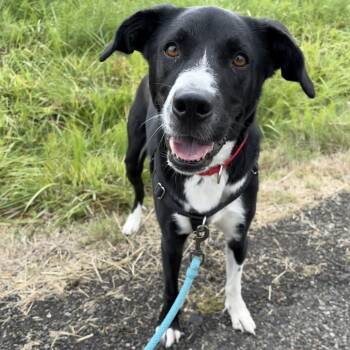 Mack -  Mixed Breed Dog for Adoption in Washougal, Washington - Mack | PetCurious