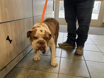 English Bulldog Dogs Available for Adoption - RALPH | PetCurious