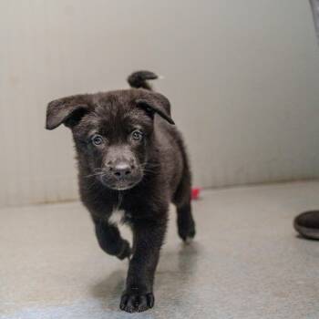 Black Labrador Retriever and Shepherd Dogs Available for Adoption in Pawling, New York - Maggie Mae | PetCurious