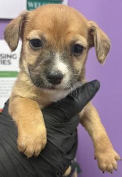 61230847 -  Mixed Breed Dog for Adoption in El Paso, Texas - 61230847 | PetCurious