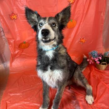 Cyan -  Irish Wolfhound Dog for Adoption in Fresno, California - Cyan | PetCurious