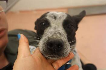 Mixed Breed Dogs Available for Adoption in Columbia, South Carolina - SPIKE | PetCurious