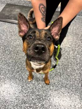 Rex -  Shepherd Dog for Adoption in Liverpool, New York - Rex | PetCurious