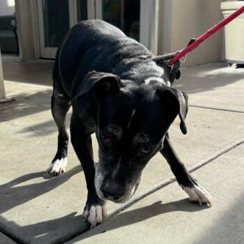Layla -  Pit Bull Terrier and Mixed Breed Dog for Adoption in Chicago, Illinois - Layla | PetCurious
