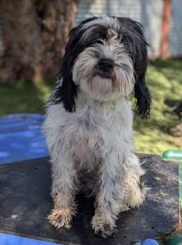 Marin -  Havanese and Tibetan Terrier Dog for Adoption in Ramona, California - Marin | PetCurious