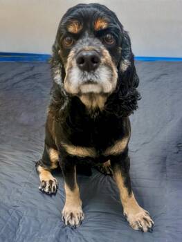Nico -  Cocker Spaniel Dog for Adoption in South San Francisco, California - Nico | PetCurious