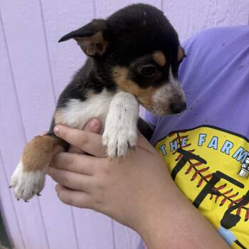 Mixed Breed Dogs Available for Adoption - Aria | PetCurious