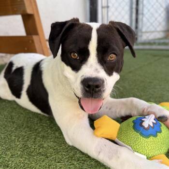American Bulldog Dogs Available for Adoption in Long Beach, California - Petunia | PetCurious