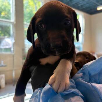 Chaka -  Mixed Breed Dog for Adoption in Huntington, West Virginia - Chaka | PetCurious