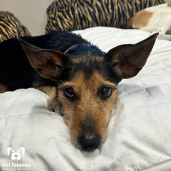 Rescue Yorkshire Terrier Dogs for Adoption in Mt. Juliet, Tennessee - Duffy | PetCurious