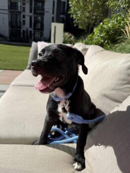 Scout -  Labrador Retriever and Mixed Breed Dog for Adoption in Denver, Colorado - Scout | PetCurious