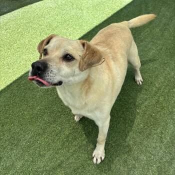 Auggie -  Mixed Breed Dog for Adoption in San Diego, California - Auggie | PetCurious