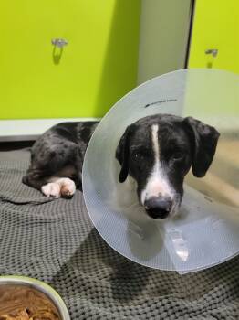 Rescue Catahoula Leopard Dog Dogs for Adoption in St. Peters, Missouri - MONTY | PetCurious