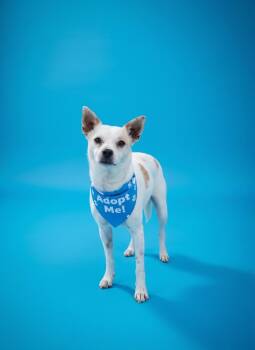 Mikey-ADOPT Me -  Chihuahua Dog for Adoption in Redondo Beach, California - Mikey-ADOPT Me | PetCurious