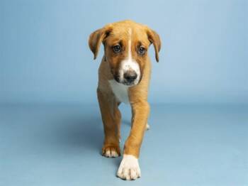 DINERO -  German Shepherd Dog and Mixed Breed Dog for Adoption in Phoenix, Arizona - DINERO | PetCurious