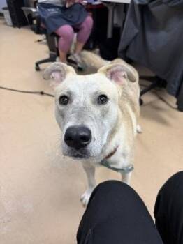 Green Bean -  Mixed Breed Dog for Adoption in Chamblee, Georgia - Green Bean | PetCurious