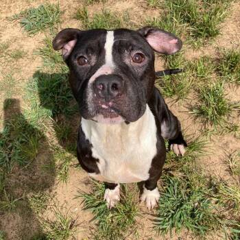 Rescue Mixed Breed Dogs for Adoption in Mishawaka, Indiana - Erlenmeyer | PetCurious