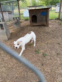 Mixed Breed Dogs Available for Adoption in Murray, Kentucky - Jasmine | PetCurious